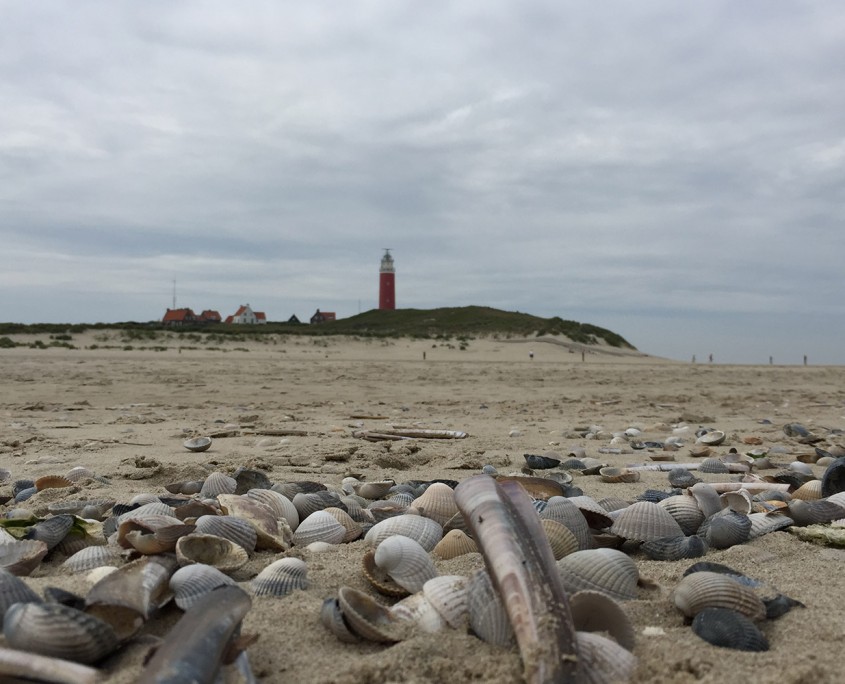 Texel beach shells